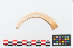 Foto von Eberzahn (NHMW-PRAE-003433d)